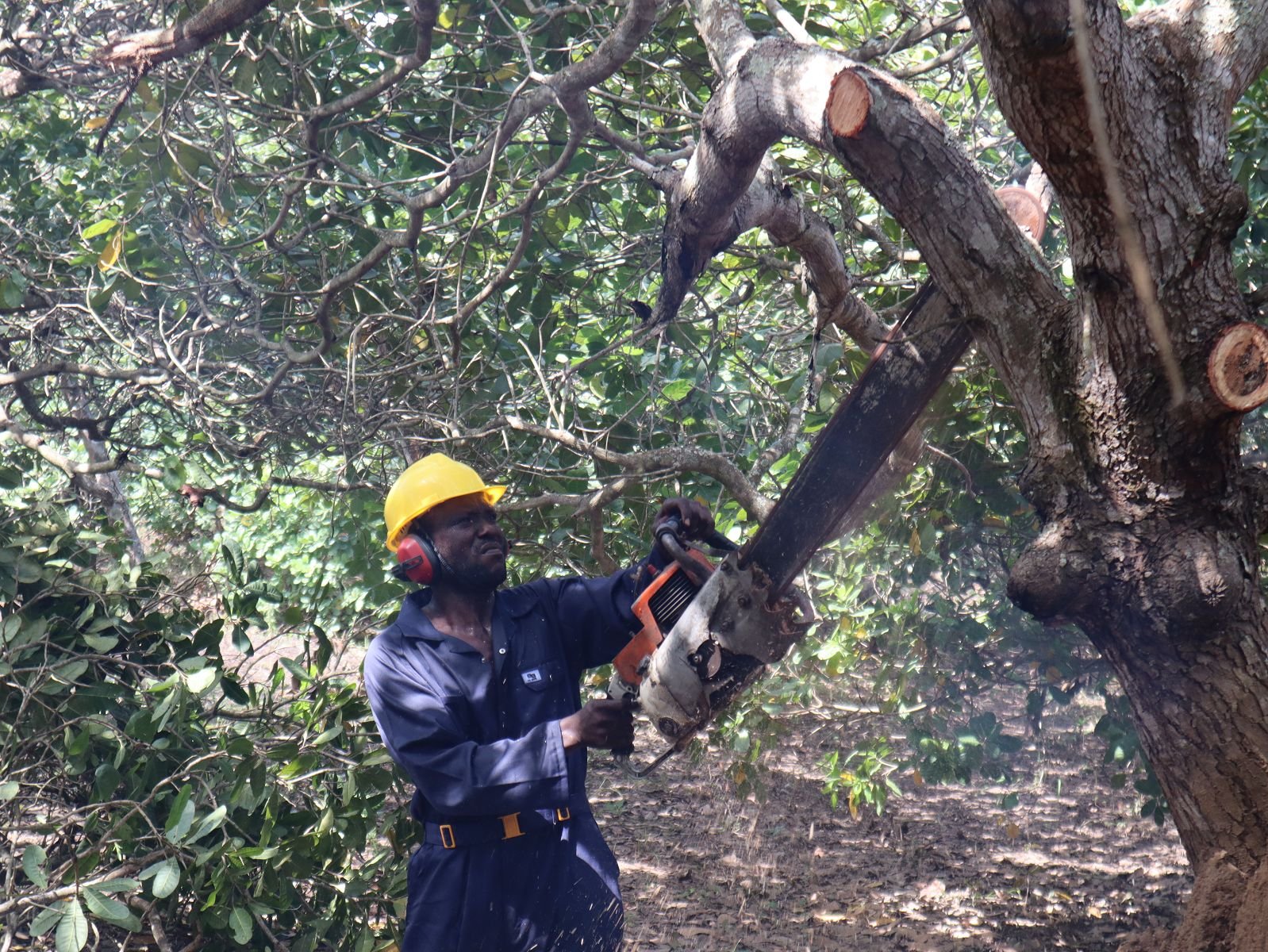 L’appui du PACOFIDE toujours apprécié par les producteurs de cajou