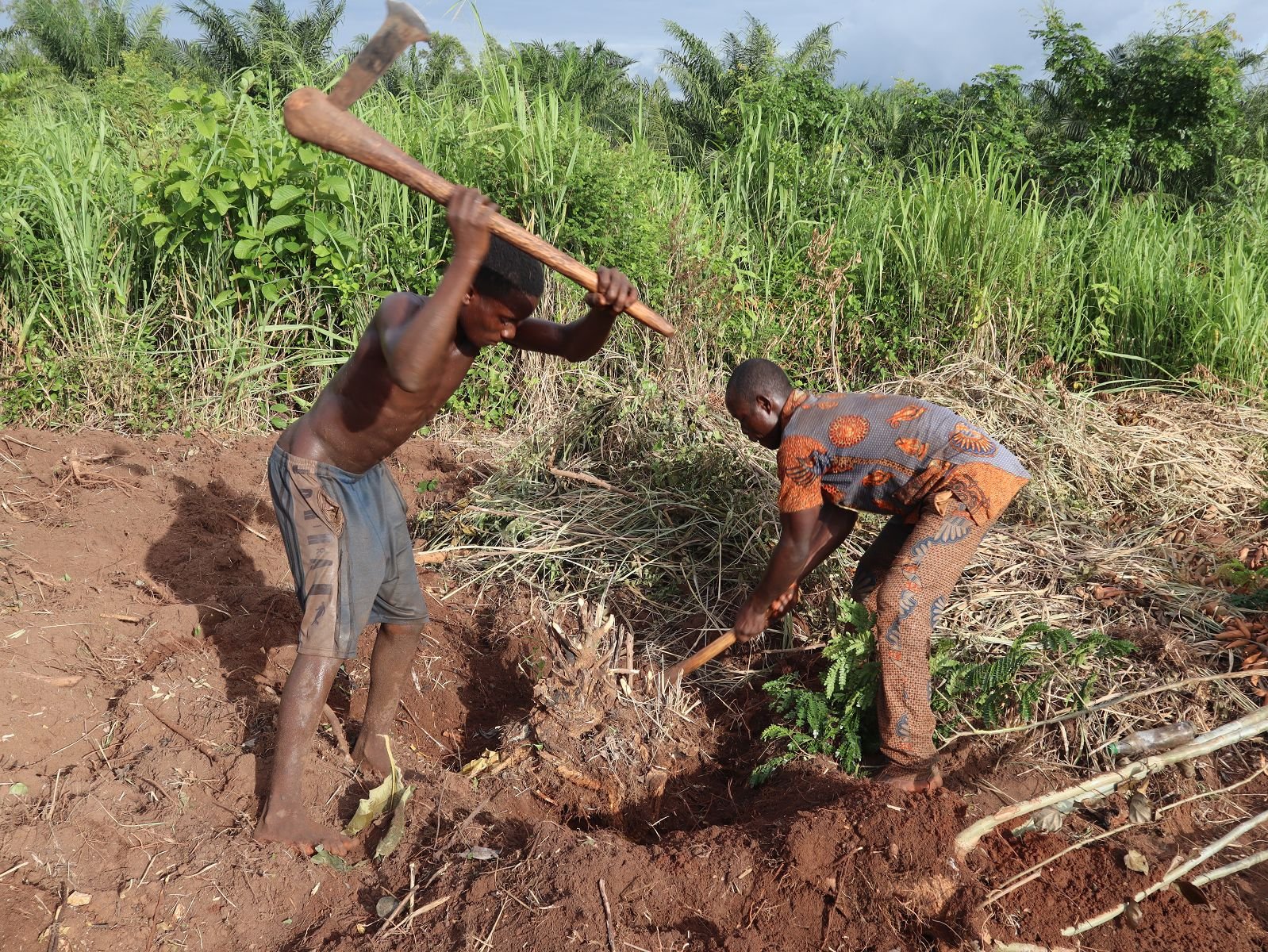 Le PACOFIDE subventionne les opérations d'essouchage, labour et planting à 100 %