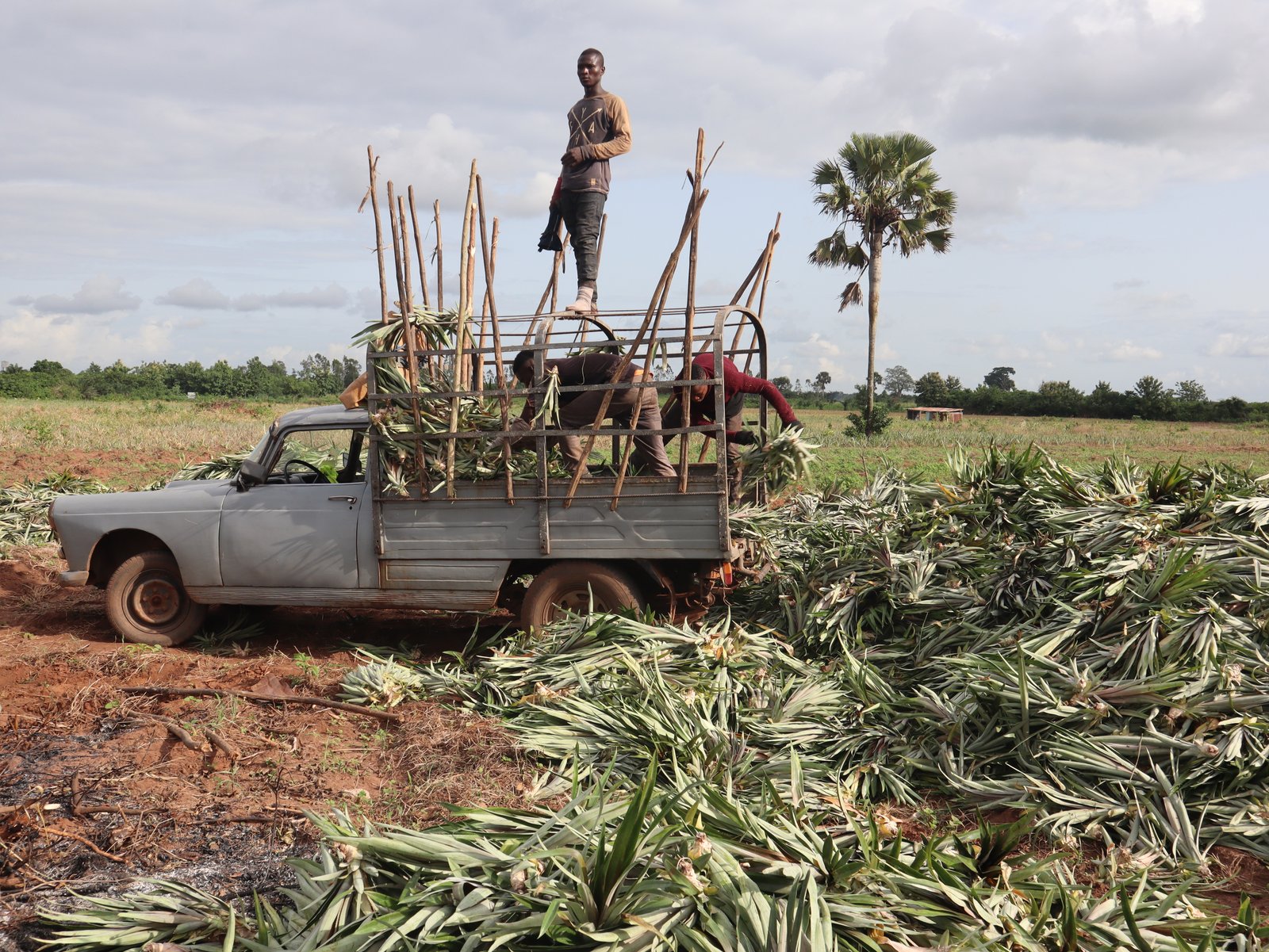 Transport de rejets dans un champ d'ananas